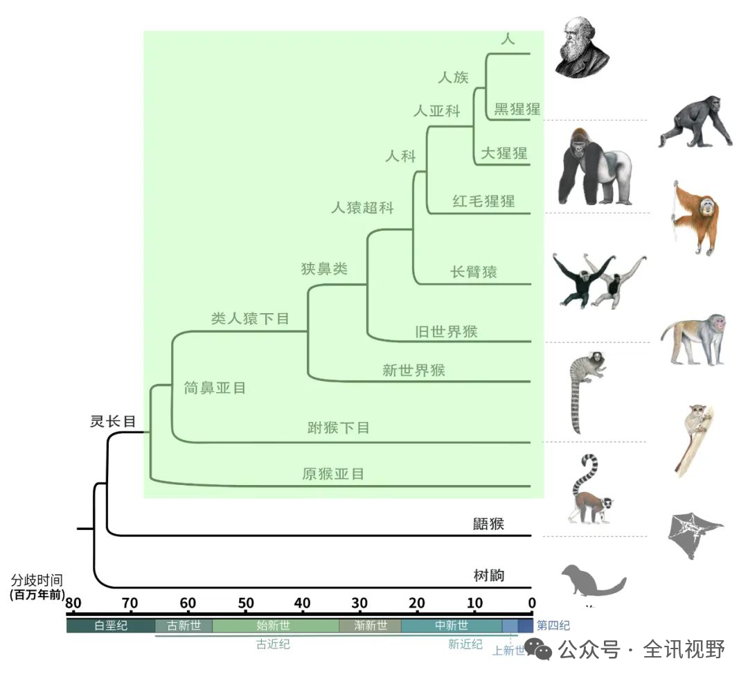 人类起源于中华力证：中华的一脉相承VS非洲的散乱无序！